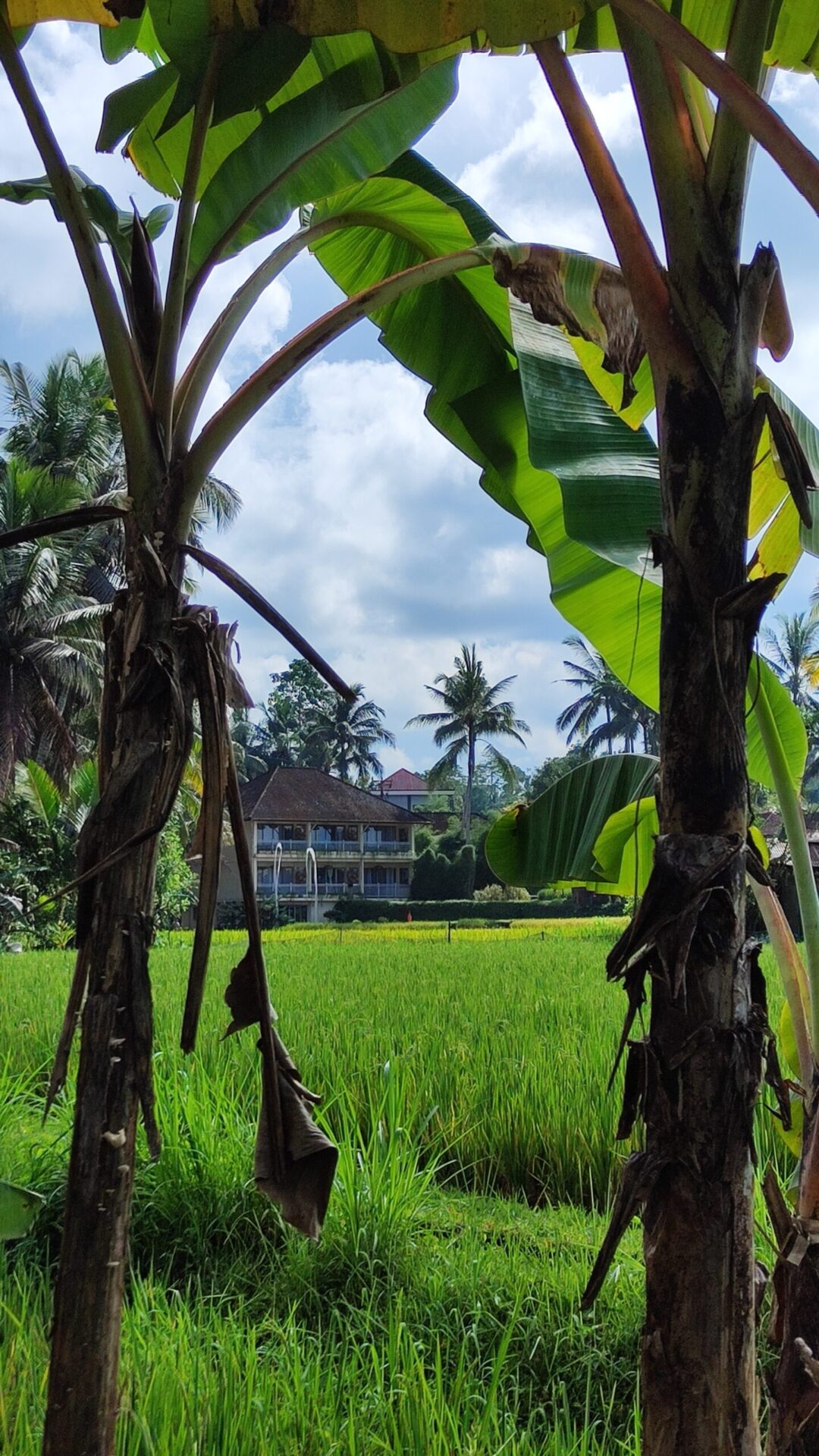 Tag 20 Bali Abreisetag